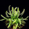 Росянка капская альба (Drosera Capensis)