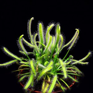 Росянка капская альба (Drosera Capensis)
