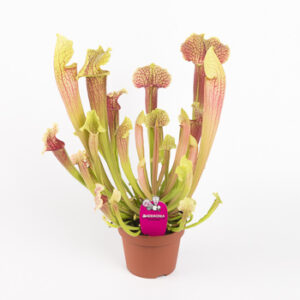 Саррацения Смури (Sarracenia Smoorii)