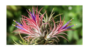 TILLANDSIA IONANTHA (Тилландсия Ионанта)