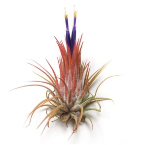 TILLANDSIA IONANTHA (Тилландсия Ионанта)