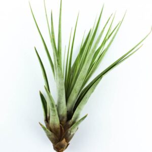 Tillandsia Fasciculata (Tилландсия Фаскикулата)
