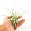Тилландсия Меланократор  (Tillandsia Melanocrater)