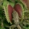 Венерина мухоловка “B52” (Dionaea muscipula “B52”)