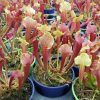 Саррацения Смури (Sarracenia Smoorii)