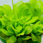 Pinguicula gigantea